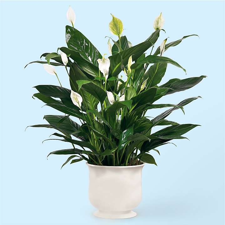 product image for Comfort Planter