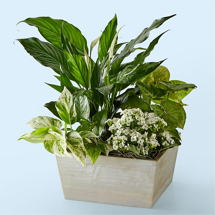 product image for Peaceful White Garden