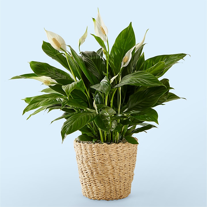 product image for Peace Lily Plant